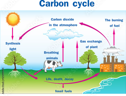 Vector illustration of Carbon cycle