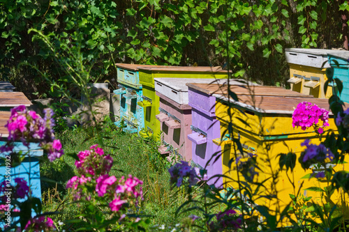 apiary with bees and colored beehives