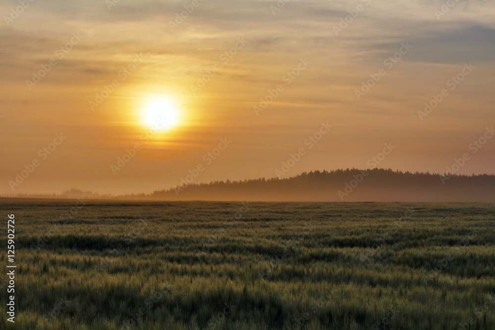 Sunrise through fog above the barley field