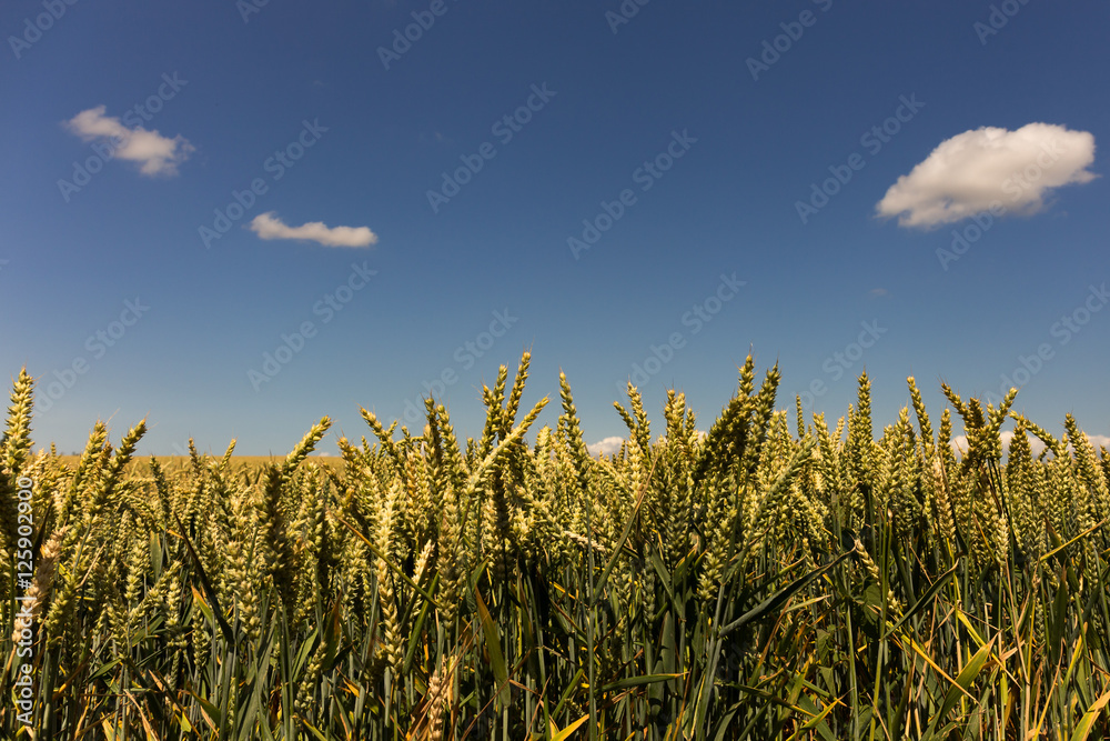 Obraz premium Sommer im Feld