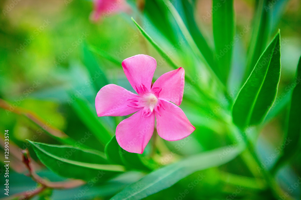 Flower of a pink oleander Flower of a pink oleander