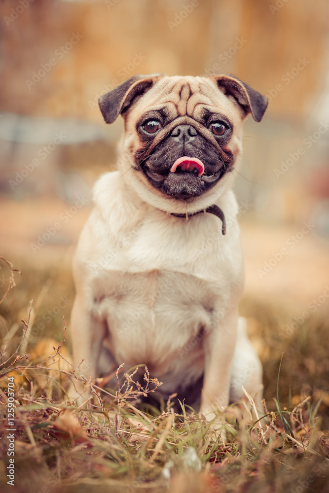 dog, grass, outdoor, green, smile, field, park, dog, grass, outdoor, green, smile, field, park,