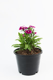 Beautiful Dianthus Chinensis Flowers in black plastic flower pot