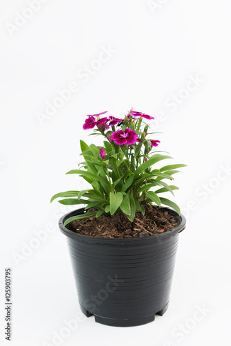 Fototapeta Naklejka Na Ścianę i Meble -  Beautiful Dianthus Chinensis Flowers in black plastic flower pot