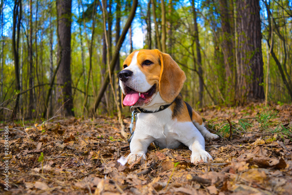 beagle puppy in the park