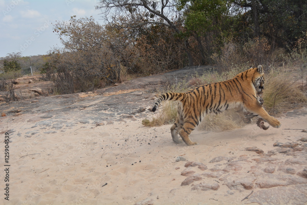 Fototapeta premium Tiger