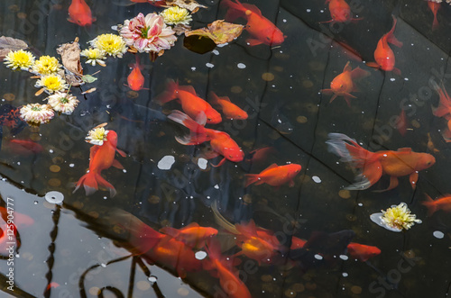 Pond with flowers and goldfish © Elena