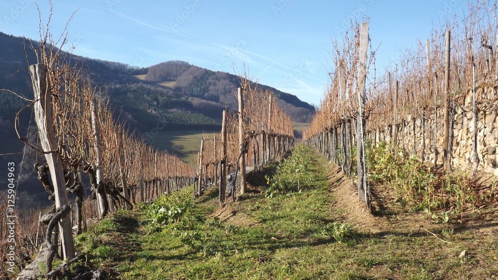 Fototapeta premium Vineyards in december, in the renown wine-growing area Spitzer Graben. Region Wachau, Austria, Europe.