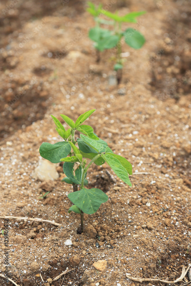野菜の苗 野菜の苗