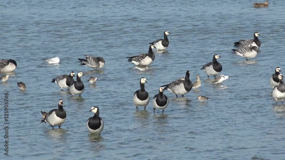 Barnacle goose and wading bird in the lake