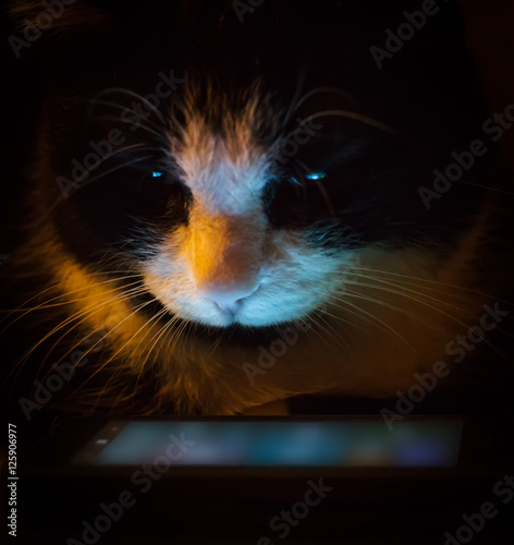 The face of a cat looking at mobile phone screen in the dark.