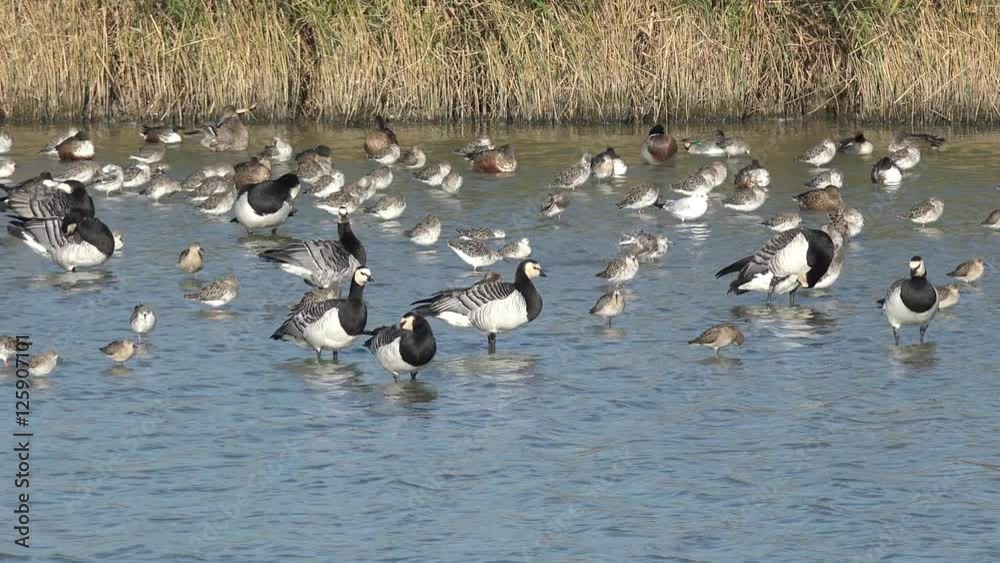 Barnacle goose and wading bird in the lake Barnacle goose and wading bird in the lake