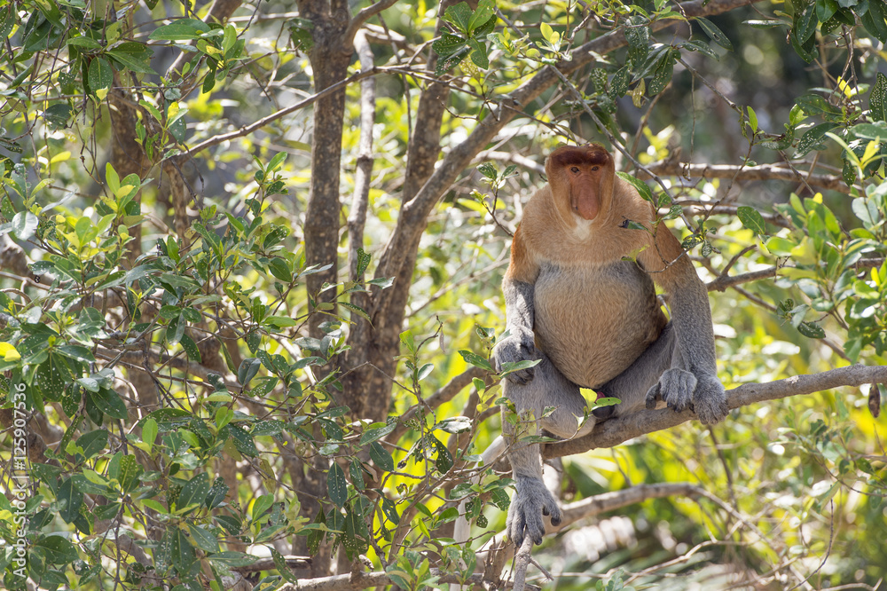 Fototapeta premium Nasalis Larvatus or long-nosed monkey, known as the bekantan, is a reddish-brown arboreal Old World monkey that is endemic to the southeast Asian island of Borneo..