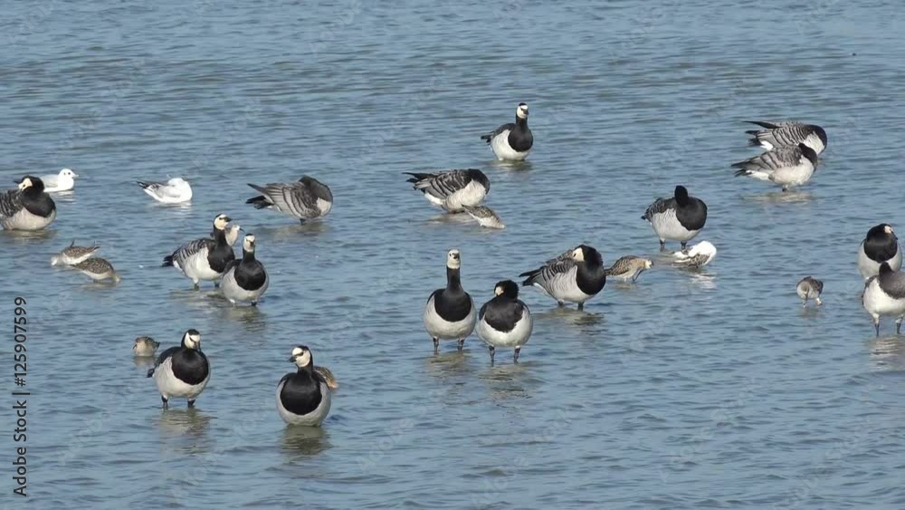Barnacle goose and wading bird in the lake Barnacle goose and wading bird in the lake