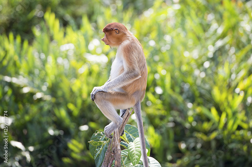 Canvas Print Nasalis Larvatus or long-nosed monkey, known as the bekantan, is a reddish-brown arboreal Old World monkey that is endemic to the southeast Asian island of Borneo