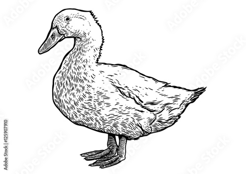 Canvastavla Engraved, vector farm duck illustration.