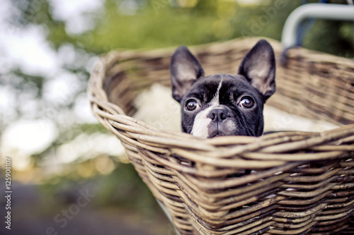 Young Boston Terrier riding in basket on Bicycle