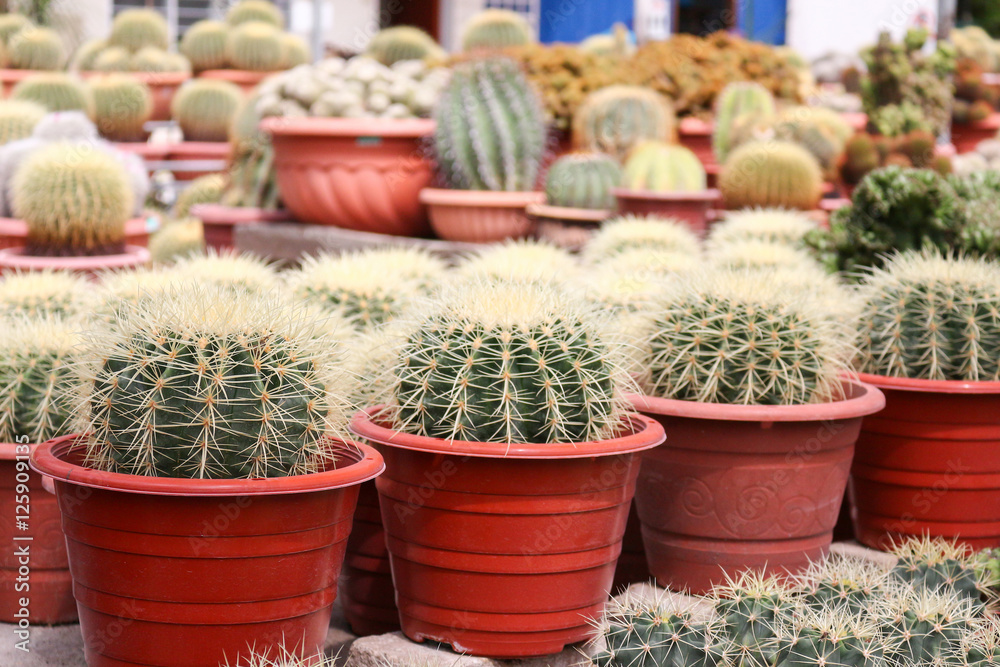 cactus in cameron highland, malaysia cactus in cameron highland, malaysia