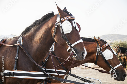 dos caballos marrones con arneses de carruaje