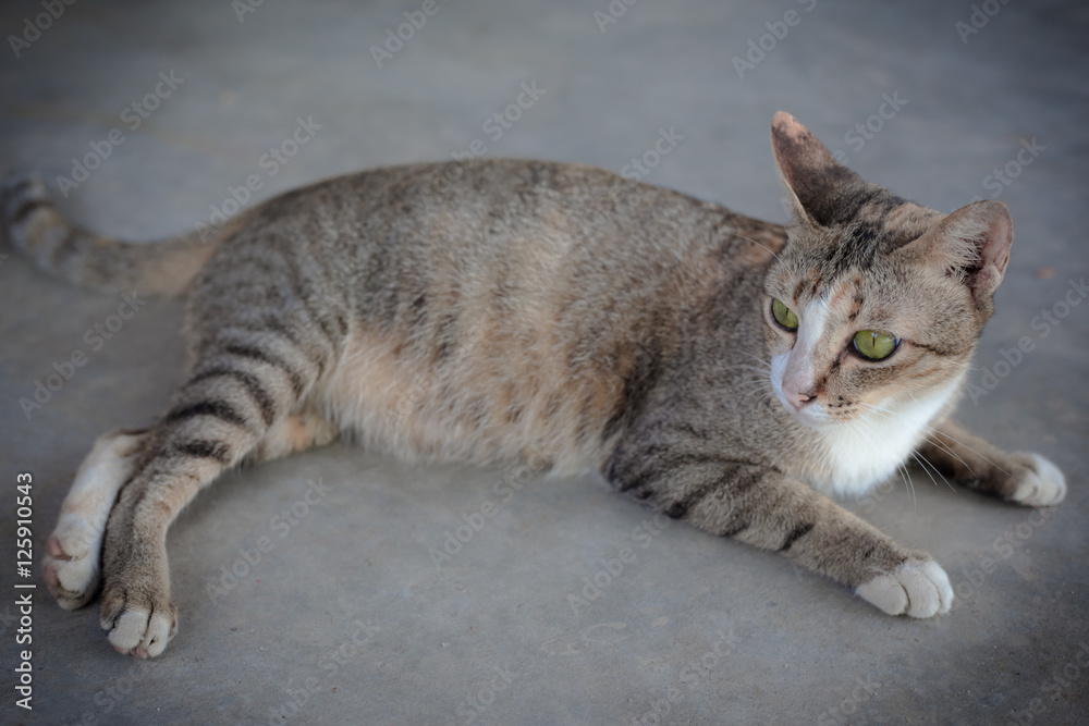 Naklejka premium Cat and kitten 