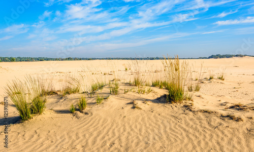 Sand dunes in a Dutch nature reserve in the summer season photo