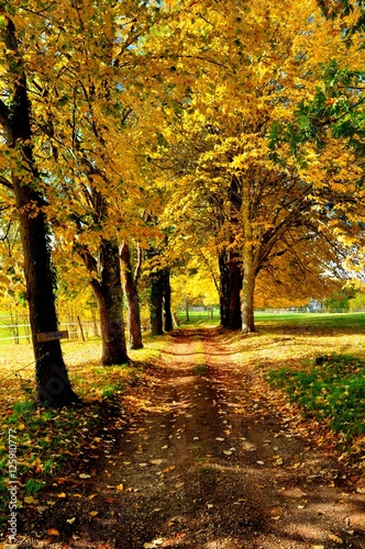chemin forestier en automne