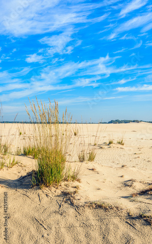 Sand dunes in a Dutch nature reserve in the summer season © Ruud Morijn