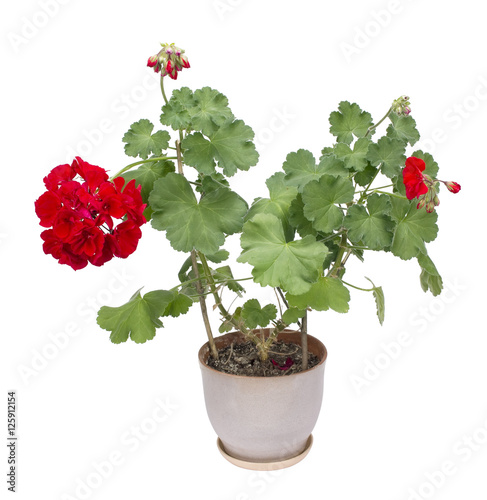 Fototapeta Naklejka Na Ścianę i Meble -  Indoor red geranium isolated