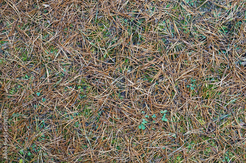 Fallen autumn pine needles background