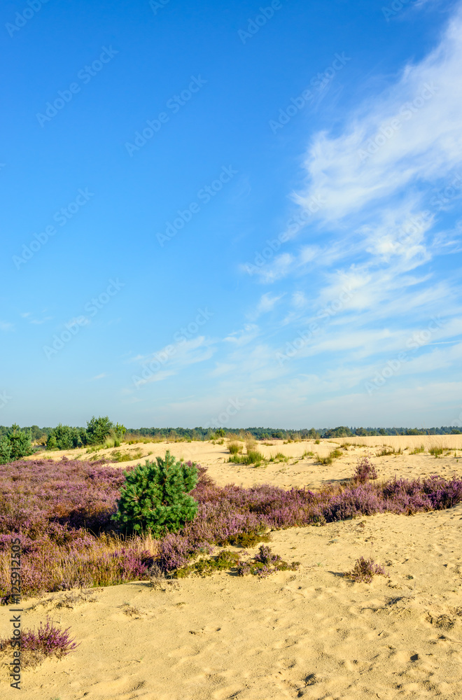 Sandy nature reserve with purple flowering heather
