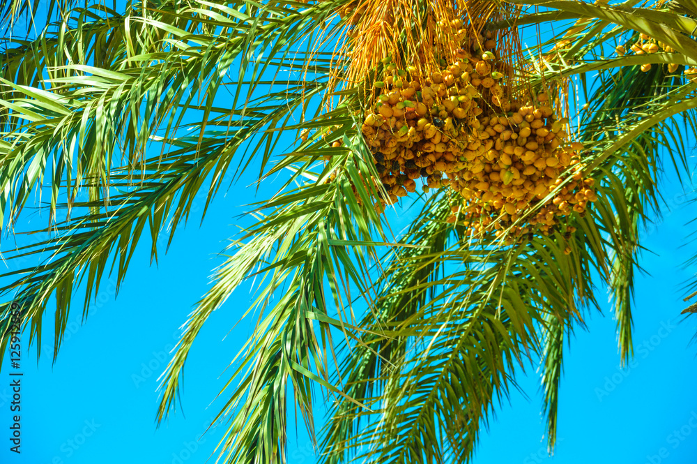 Fototapeta premium Dattelpalme