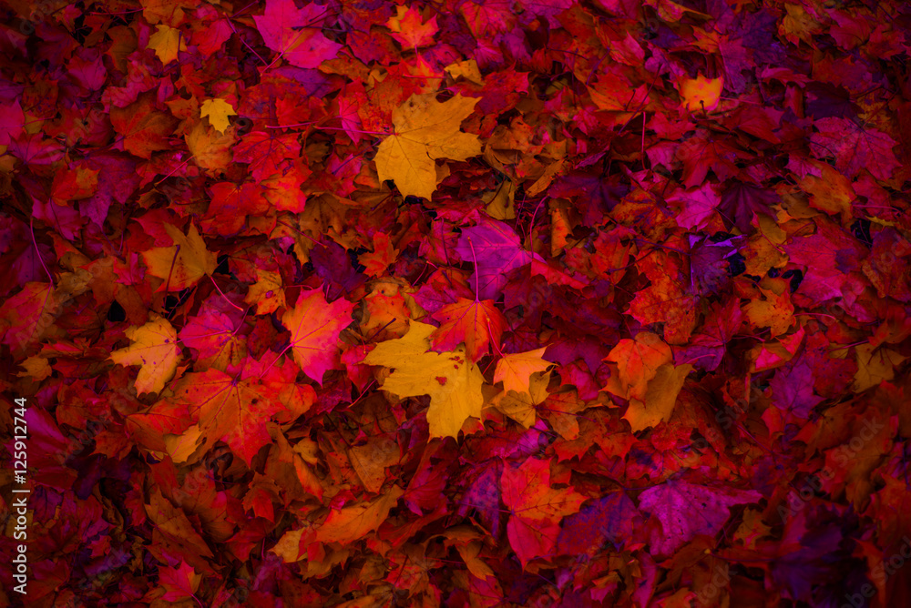 Autumn leaves fallen from trees Autumn leaves fallen from trees