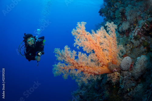 Woman diver explores reef, Ruqia Island, Red Sea, Egypt