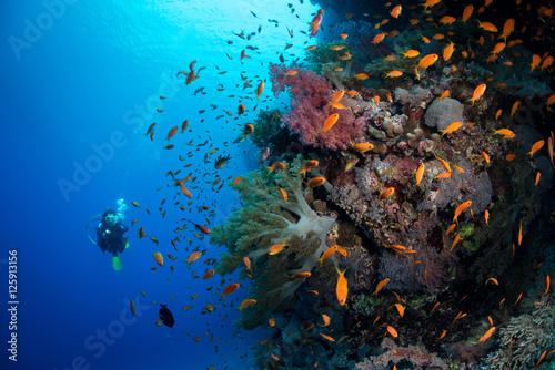 Canvas Print Diving the wall, Red Sea, Egypt