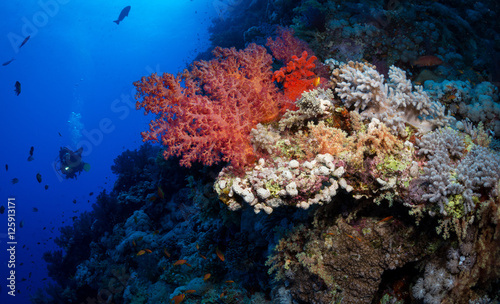 Fototapeta Naklejka Na Ścianę i Meble -  Woman diver explores reef, St John's, Red Sea, Egypt