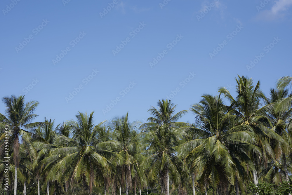 Palm trees set against clear blue skies. Palm trees set against clear blue skies.