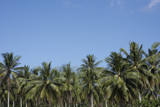 Palm trees set against clear blue skies.