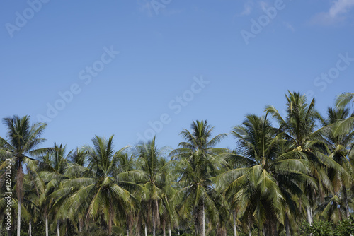 Wallpaper Mural Palm trees set against clear blue skies. Torontodigital.ca