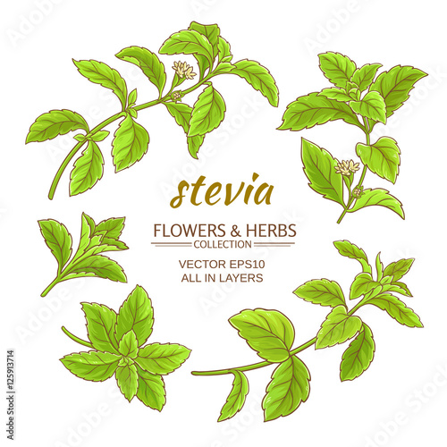 stevia vector set