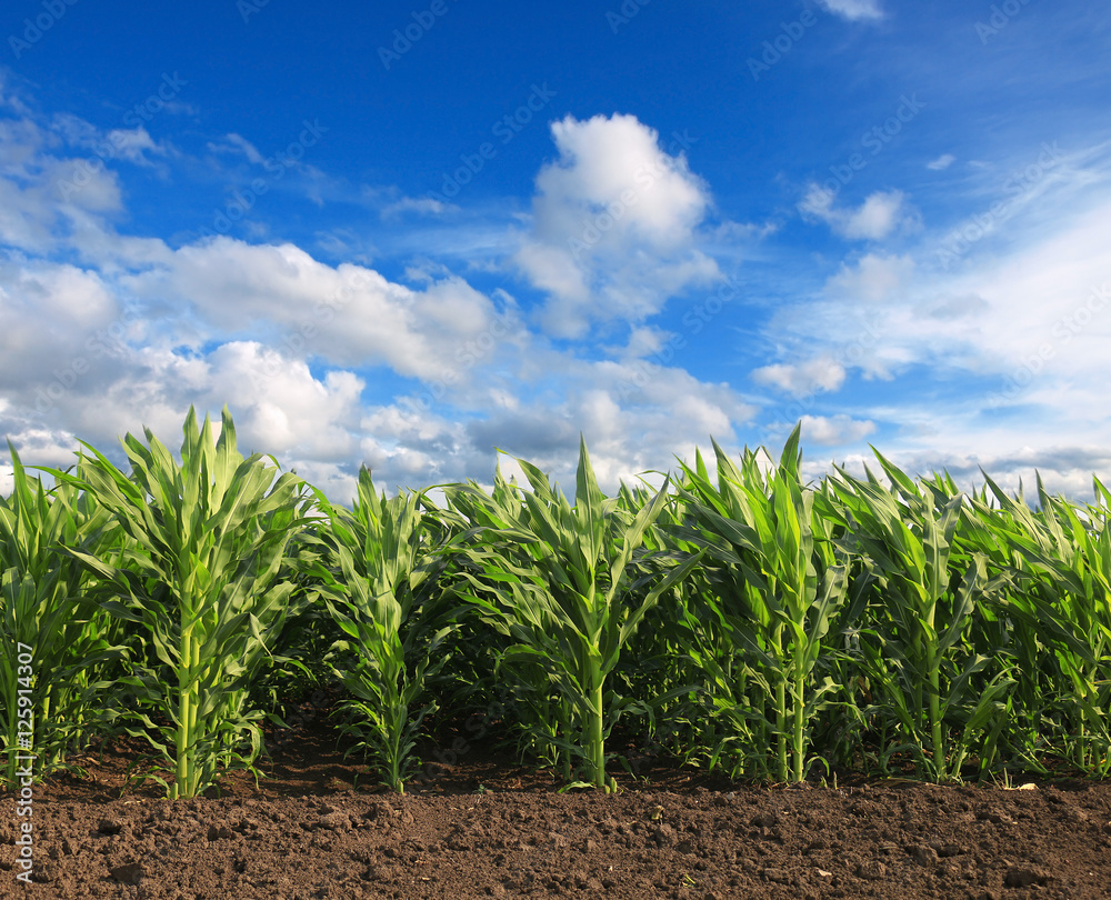 Obraz premium Cornfield with Clouds on Bright Summer Day