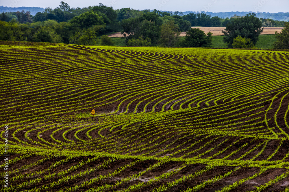 Missouri Corn Field Missouri Corn Field