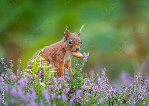 Red squirrel finds a nut, Northumberland, England