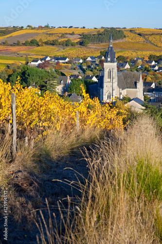 Les vigne à Saint Aubin de Luigné photo