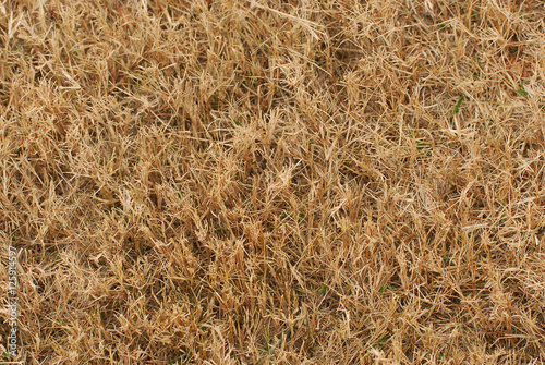 dry grass on lawn in winter as nature background