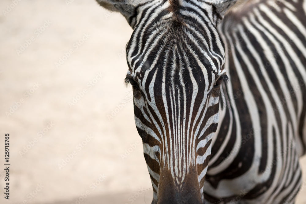 Naklejka premium Zebra