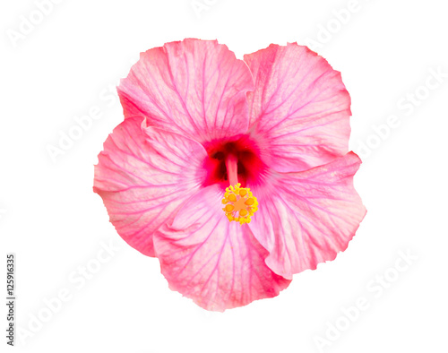pink "Chinese Hibiscus" flower (or China Rose, Hawaiian Hibiscus