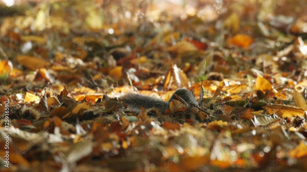 Grey or Gray Squirrel (Sciurus carolinensis) foraging in a Sweet Chestnut woodland in autumn or fall Grey or Gray Squirrel (Sciurus carolinensis) foraging in a Sweet Chestnut woodland in autumn or fall