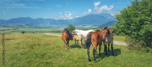 Happy Horses photo