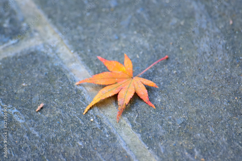 Fallen autumn maple leaf on road Fallen autumn maple leaf on road