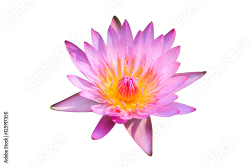 Pink lotus flower